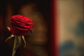 Find the best free stock images about roses. Page 11 Royalty Free Rose Day Photos Pikist