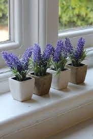 Growing Lavender Indoors Lavender In Pot Lavender Indoors Growing Lavender Indoors Potted Lavender Lavender Potted Plant