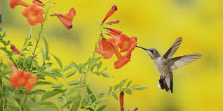 How long do hummingbirds live. 6 Flowers That Attract Hummingbirds To Your Garden Southern Living