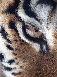 She was a spy active in the underworld, and may as well have been the most wondrous individual among her kind. Harimau Mata Siberia Foto Gratis Di Pixabay