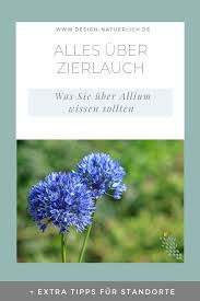 Der Blau Lauch Ist In Osteuropa Beheimatet Wo Er Nordlich Des Kaspischen Meeres Und Dort Auf Salzwiesen Und In Steppen Wachst Zierlauch Pflanzen Naturgarten