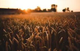 Manganese is necessary for the production of several enzymes and antioxidants that fight free radical damage and aid in carbohydrate and lipid metabolism. Manganese Benefits Sources Uses And Side Effects