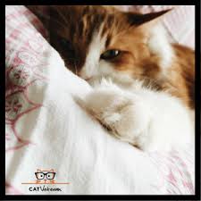 It's unclear why cats knead, but a number of hypotheses exist. Learn The Simple Answer Why Do Cats Knead Their Owners 2018