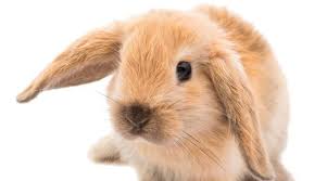 Il coniglio ariete nano si nutre principalmente di erbe, fieno, germogli, fiori come ad esempio il tarassaco, e altri alimenti vegetali. Cosa Mangia Il Coniglio Nano Ariete Cura E Alimentazione Evicus