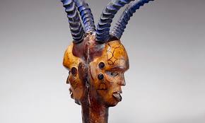 Image result for Janusia mediterranea