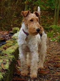 Mollie Mae By Ann Mccartney Taken In October 2013 In Perthshire Wire Fox Terrier Wirehaired Fox Terrier Fox Terrier