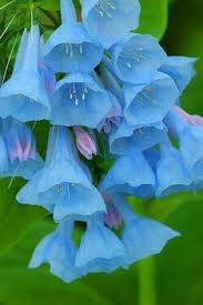 Pin On Flowers