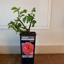 Francis meilland died on june 15. Plants Of Hybrid Tea Rose Meilland Mademoiselle Meilland Meinostair