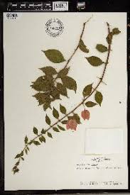 Image result for Commicarpus pedunculosus