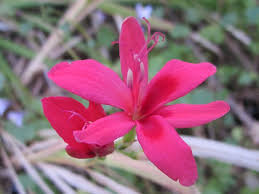 Image result for Freesia grandiflora