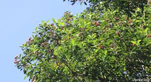 Image result for Ixonanthaceae