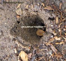 Fall Planting Milkweed Seeds 10 Simple Steps Milkweed Seeds Milkweed Plant Monarch Butterfly Garden