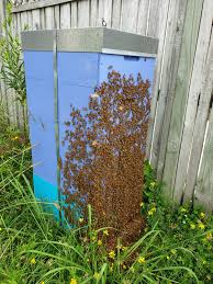 We did not find results for: Hive Rentals Bees In Auckland Wellington Christchurch Rodney