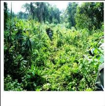 Image result for Vernonia kirungae