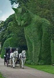 Pin By Randyhanson On Beautiful Photos Animals Cats Topiary