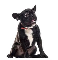 It is our commitment to provide quality veterinary care throughout the life of your pet. Low Cost Spay Neuter St Croix Animal Friends