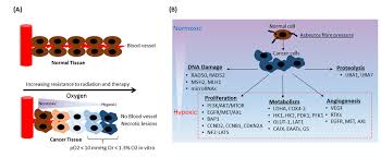 Check spelling or type a new query. Tumor Hypoxia Therapy Resistance And Alterations In Downstream Download Scientific Diagram