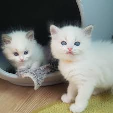 British shorthair for adoption