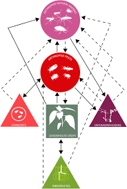 No matter how pest control issues are worked out, it's important for them to be discussed in detail prior to signing the lease so that both parties are clear on who is responsible. New Opportunities For The Integration Of Microorganisms Into Biological Pest Control Systems In Greenhouse Crops Springerlink