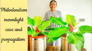 Rani mukerji (pronounced raːni mʊkʰərdʒi; Philodendron Moonlight Care Propagation How To Grow And Care Philodendron Malayalam Care Tips