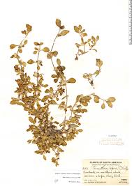Image result for Alternanthera caracasana