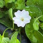 Image result for Falkia