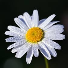 Fiori tipo margherite grandi, girasoli o gerbere. Margherita Da Prato I Migliori Semi Da Fiore Solo Su Bestprato Com