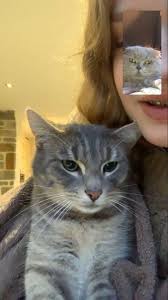 Pin By Melike On Cutie 3 Cute Cat Pets Cute