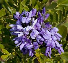 Mountain laurel was first recorded growing in the wild in 1624 and can be found on rocky ridges and mountainous forest areas as far south as the florida panhandle, as far north as southern quebec, and as far west as indiana and louisiana. Mountain Laurel Shrubs Calloway S Nursery