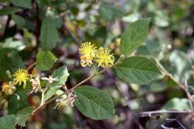 Image result for Grewia retinervis