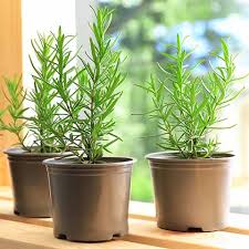 Image result for rosemary container