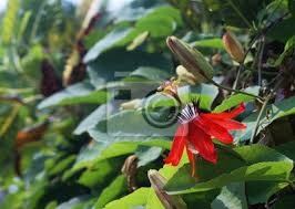 Welche pflanzen und blumen wachsen im schatten? Blume Natur Rot Pflanze Garten Grun Blumen Blute Blatter Leinwandbilder Bilder Myloview De