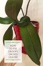However, is it really necessary to be concerned if orchid … orchid leaves turning yellow: Droopy Orchid Leaves 1 Fix To Revive Your Plant