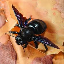 However, they can be dangerous. Carpenter Bee Catseye Pest Control
