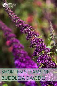 Summer is a superb time to enjoy the rewards of your hard word and sit back and relax in a colourful and elegant garden. Shrubs Pruning Summer Flowering Rhs Gardening Pruning Shrubs Shrubs Pruning Plants