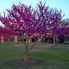 Spring and summer flowers in texas. 3