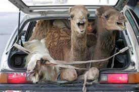 It is said getting a flu shot for h1n1/swine flu, i got it today so did my brother the flu viruses do mingle and mutate and make the leap to humans and that's what happened with the h1n1 virus. Pin On Funny Cute Animals