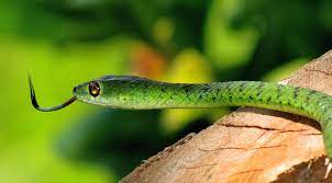 Spotted Bush Snake From Scottburgh South Scottburgh 4180 South Africa On January 22 2019 At 09 44 Am By Peter Vos Logarithms Stumped Him Snake Bush Africa