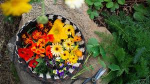 They are available in a variety of shapes, colors, and sizes; Edible Flowers You Can Grow In Your Garden