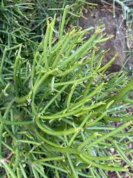 Image result for Euphorbia tirucalli