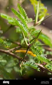 Image result for Acacia cornigera