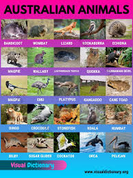 They love all things sweet (such as sap and nectar) hence their name and they can also glide, hence the other. Australian Animals List Of 30 Famous Animals In Australia Visual Dictionary