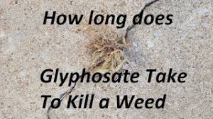 How long to wait after using roundup? How Long Does Glyphosate Found In Roundup Take To Kill Weeds Youtube