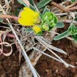 Image result for Justicia odora