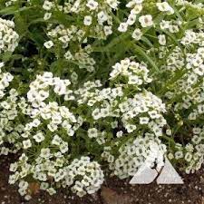 Dwarf Sweet Alyssum Lobularia Maritima Applewood Seed Co Alyssum Fragrant Flowers Tiny White Flowers