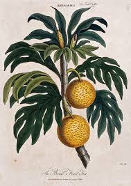 Image result for Artocarpus altilis