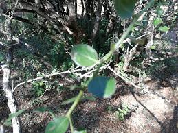 Image result for Gymnosporia maranguensis