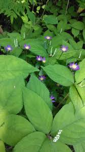 二人静 花 言葉