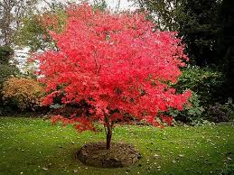 Sono piante sempreverdi che appartengono alla sottofamiglia delle graminaceae. Piante Zen Quali Piante Utilizzare In Un Giardino Zen Giapponese Per Meditazione Il Blog Di Planeta Srl