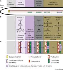 We did not find results for: Plant Development Early Events In Lateral Root Initiation Current Biology